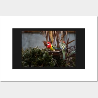 Eastern Rosella Posters and Art